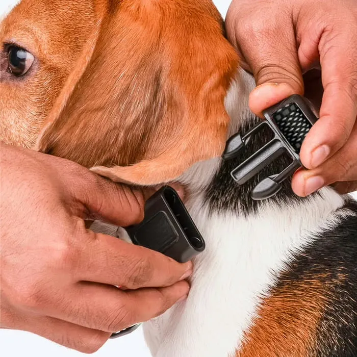 Putting the NooBark anti-bark collar on a dog